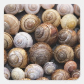 Slak Shells Stickers (Voorkant)