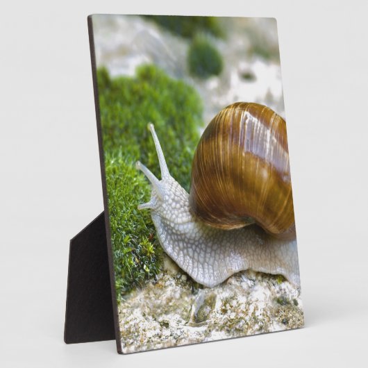 Slak van Bourgogne Fotoplaat (Zijkant)