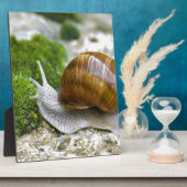 Slak van Bourgogne Fotoplaat (Zijkant)