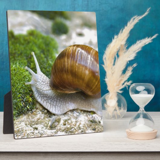 Slak van Bourgogne Fotoplaat (Zijkant)