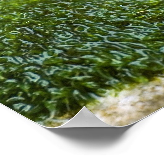 Slak van Bourgogne Poster (Hoek)