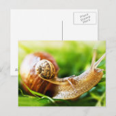 Slakken Briefkaart (Voorkant / Achterkant)