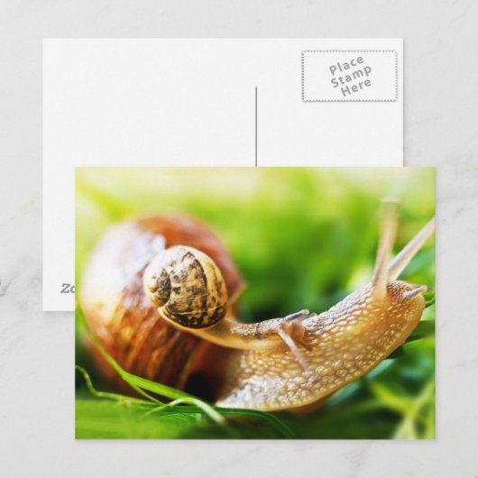 Slakken Briefkaart (Voorkant / Achterkant)