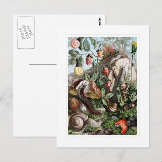 Slakken en slakken briefkaart (Voorkant / Achterkant)