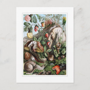 Slakken en slakken briefkaart