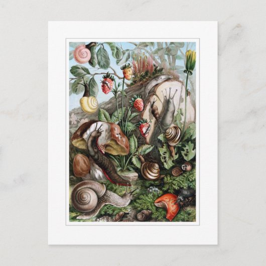 Slakken en slakken briefkaart (Voorkant)