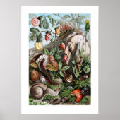 Slakken en slakken poster (Voorkant)