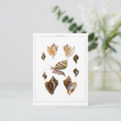  slakken en weekdieren, zeeorganismen briefkaart (Staand voorkant)