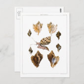  slakken en weekdieren, zeeorganismen briefkaart (Voorkant / Achterkant)