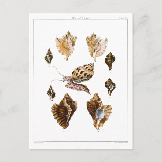  slakken en weekdieren, zeeorganismen briefkaart (Voorkant)