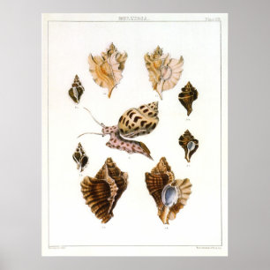 slakken en weekdieren, zeeorganismen poster