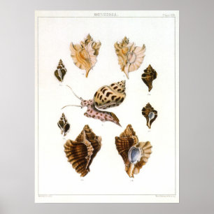 slakken en weekdieren, zeeorganismen poster