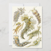  slakken en Zeeen slakken van Ernst Haeckel (Voorkant)