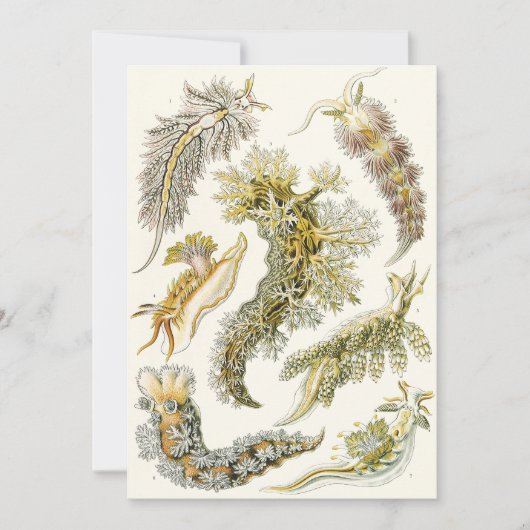  slakken en Zeeen slakken van Ernst Haeckel (Voorkant)