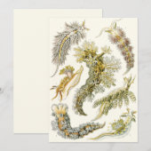  slakken en Zeeen slakken van Ernst Haeckel (Voorkant / Achterkant)