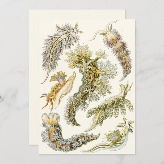  slakken en Zeeen slakken van Ernst Haeckel (Voorkant / Achterkant)