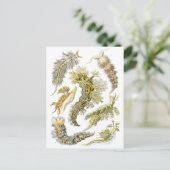  slakken en Zeeen slakken van Ernst Haeckel Briefkaart (Staand voorkant)