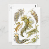  slakken en Zeeen slakken van Ernst Haeckel Briefkaart (Voorkant / Achterkant)