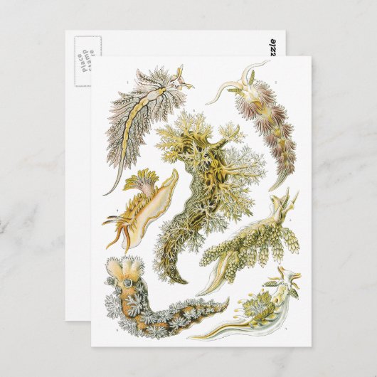  slakken en Zeeen slakken van Ernst Haeckel Briefkaart (Voorkant / Achterkant)