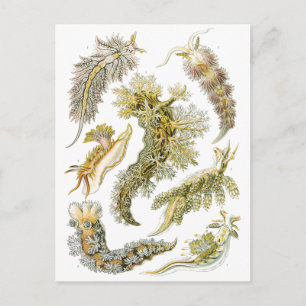  slakken en Zeeen slakken van Ernst Haeckel Briefkaart