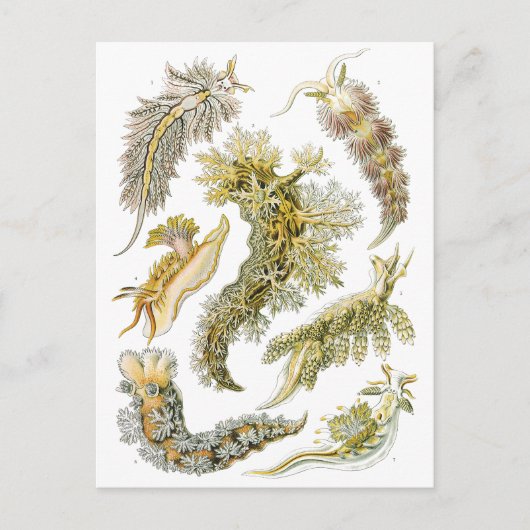  slakken en Zeeen slakken van Ernst Haeckel Briefkaart (Voorkant)