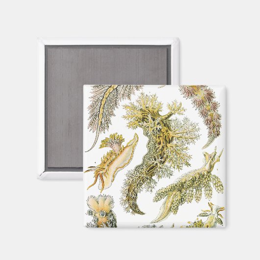  slakken en Zeeen slakken van Ernst Haeckel Magneet (Voorkant / Achterkant)