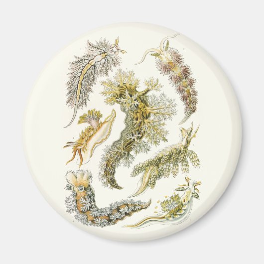  slakken en Zeeen slakken van Ernst Haeckel Magneet (Voorkant)
