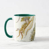 slakken en Zeeen slakken van Ernst Haeckel Mok (Links)