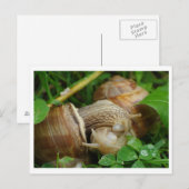 Slakken Liefde Kiss Briefkaart (Voorkant / Achterkant)