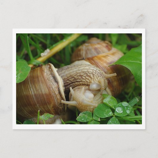Slakken Liefde Kiss Briefkaart (Voorkant)
