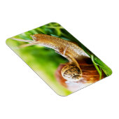 Slakken Magneet (Rechterzijde)