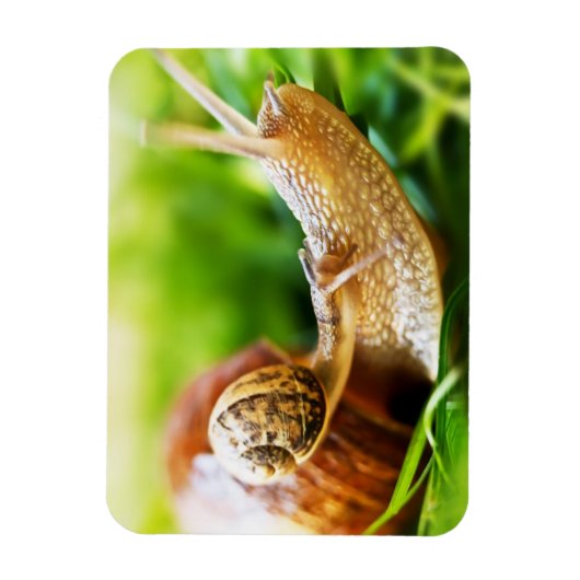 Slakken Magneet (Verticaal)