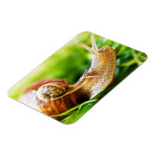 Slakken Magneet (Linkerzijde)