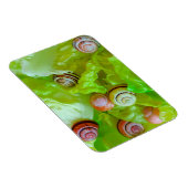 Slakken op sla magneet (Rechterzijde)