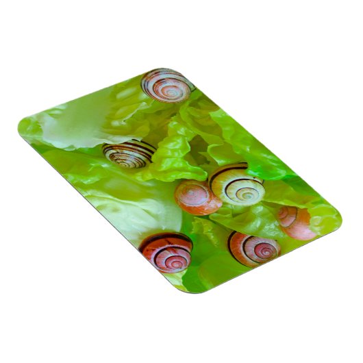 Slakken op sla magneet (Rechterzijde)