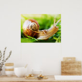 Slakken Poster (Keuken)