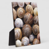 Slakkenhuizen Fotoplaat (Zijkant)