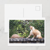 Slakkenpost Kat Briefkaart (Voorkant / Achterkant)