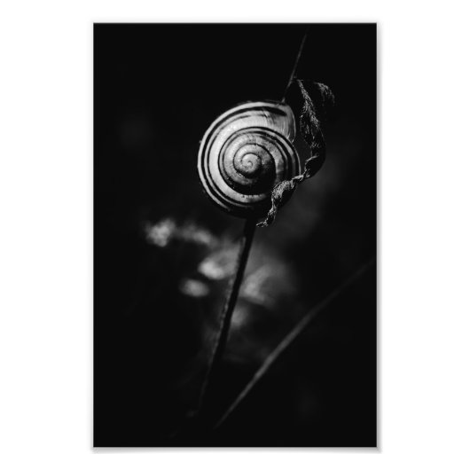slakkenstaart foto afdruk (Voorkant)