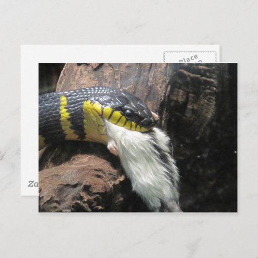 slangen en muis briefkaart (Voorkant / Achterkant)