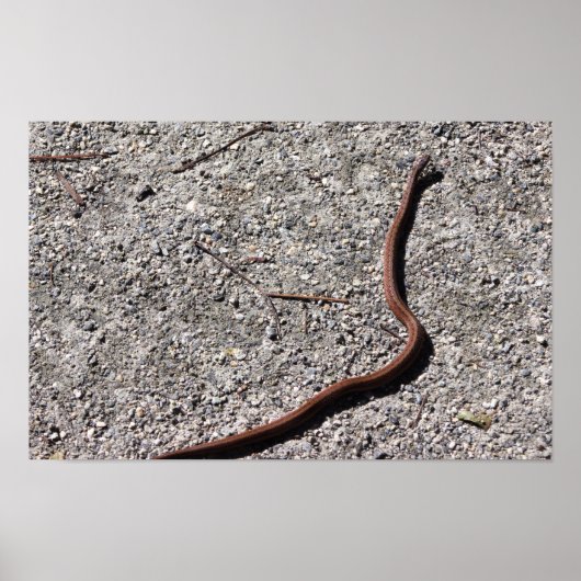 Slangen Foto Poster (Voorkant)
