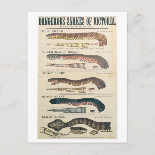 Slangen van het Victoria Australia Briefkaart (Voorkant)