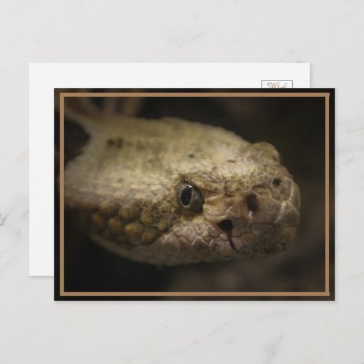 Slangenkop Briefkaart (Voorkant / Achterkant)