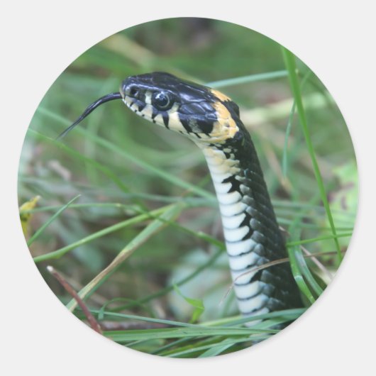 Slangenkop Ronde Sticker (Voorkant)