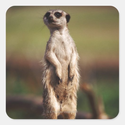 slangenkruid vierkante sticker (Voorkant)