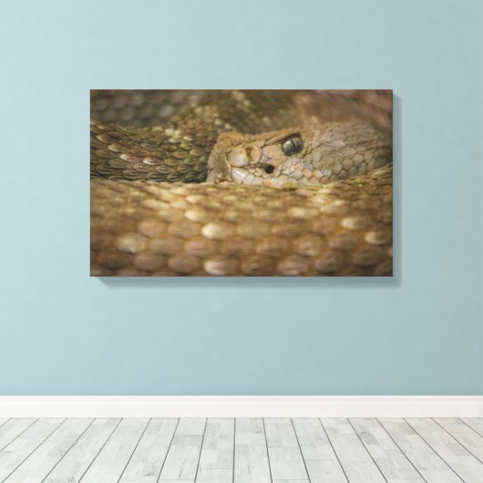 slangenoog canvas afdruk (Insitu (Houten vloer))