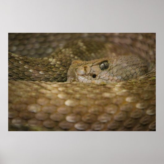 slangenoog poster (Voorkant)