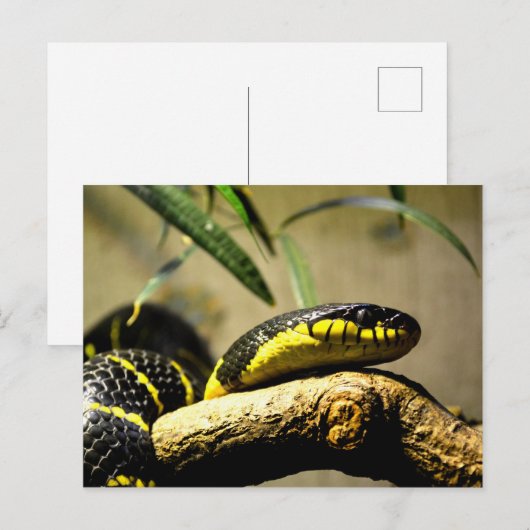 Slangenreptiel briefkaart (Voorkant / Achterkant)