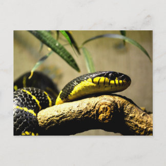 Slangenreptiel briefkaart