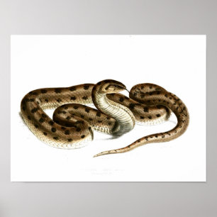 slangentekening-bruin-gevlekt-Afrikaans Poster